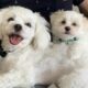 AKC registered Maltese