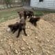 Chocolate Labrador Retriever Puppies