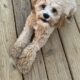Sweet cockapoo boy