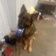 Import German Shepherd puppies 2 males available