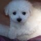 Bichon Frise 2 year old companion pet
