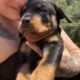 Purebred Rottweiler Puppies