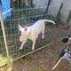 Male bull terrier ready for pick up