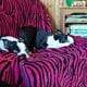 Boston Terrier Puppies