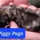 AKC Fawn Male and Female Pug Puppies