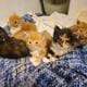 Maine Coon Kittens. Championship Bloodlines.