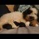 Trixie Sheepadoodle puppy