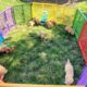 AKC Golden Retriever