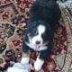 Bernese Mountain Dogs For Sale