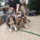 Husky/german shepherd puppies