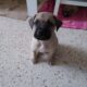 PUPPIES!!!!! 3mth old BMCs Black Mouth Curs