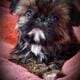 Shih Tzu Puppies – Rosie – female, Finn & Hershey