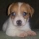 CKC Registered Jack Russell Terrier