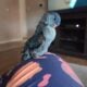 Selling quaker parrot