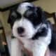 Price Reduced Maltese-Pomeranian Pups