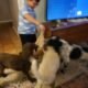 Multigenerational labradoodle