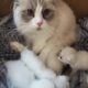 Ragdoll Seal Pointed Male Kitten