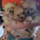 SuzyQs Precious Pups Hershey
