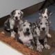 Great danes for sale