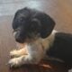 Mini Wirehaired Dachshund