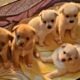Pomchi Puppies for Sale