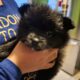 Serious pomeranian lovers needed!