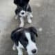 Pure Breed Border Collies – Reserve Now