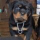 Rottweiler Puppies