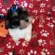 Havanese
