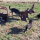 AKC German Shepherd puppies looking for homes
