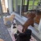 Akc and Ckc teacup toy poodles