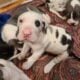 AKC Great dane pups for sale