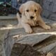 AKC GOLDEN RETRIEVER PUPPIES