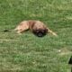 AKC English Mastiff Female Puppy