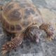 Russian Tortoise Rehoming