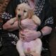 AKC Female Golden Retriever Ready for her New Home