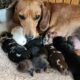 Dachshunds for sale