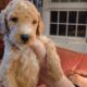 Standard poodle akc for Christmas