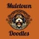 F1 Aussiedoodle Female – Nova – Born 5/1/25