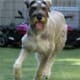 Bentley-Giant Schnauzer-Salt & Pepper