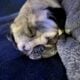 Adorable Pug Puppies