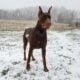 Doberman Pincher American/Euro bloodlines
