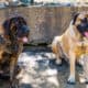 English Mastiff Puppies , Full AKC Registered