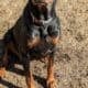 Rotterman Puppies Rottweiler Doberman 10 weeks old