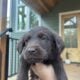 Labrador Puppies for Sale