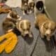Sheltie puppies akc registered