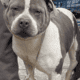 American bully Xl merle ghost x ticked fawn