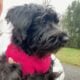 MINIATURE SCHNAUZER