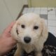 Maltese Dachshund mix puppy
