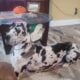 AKC Great Danes